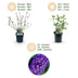 Green boutiQ - Garden plant - Buddleja davidii Empire Blue - Butterfly bush - Winter hardy - Blue - 3 plants - Pot 17cm - Height 45cm Bild 4