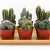 Kaktus-Mix P12: 6 Sukkulenten im 12cm Topf, 20cm hoch Bild 3