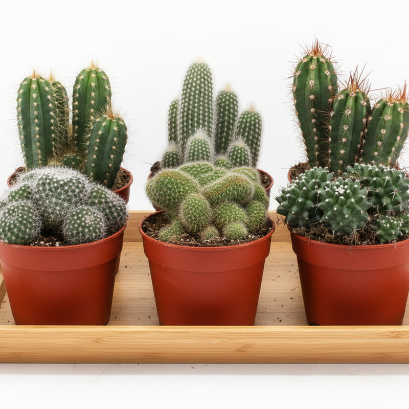 Cactus Mix P12: 6 succulents in 12cm pot, 20cm high