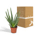 Aloe Vera Zimmerpflanze 40 cm - Pflegeleicht & Dekorativ Bild 3
