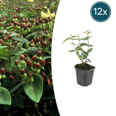 12x Hypericum inodorum Strauch - 10-25cm Höhe