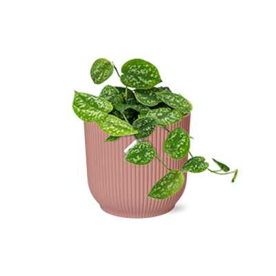 Scindapsus Pictus Argyraeus Topf ELHO Vibes Fold 14cm rosa