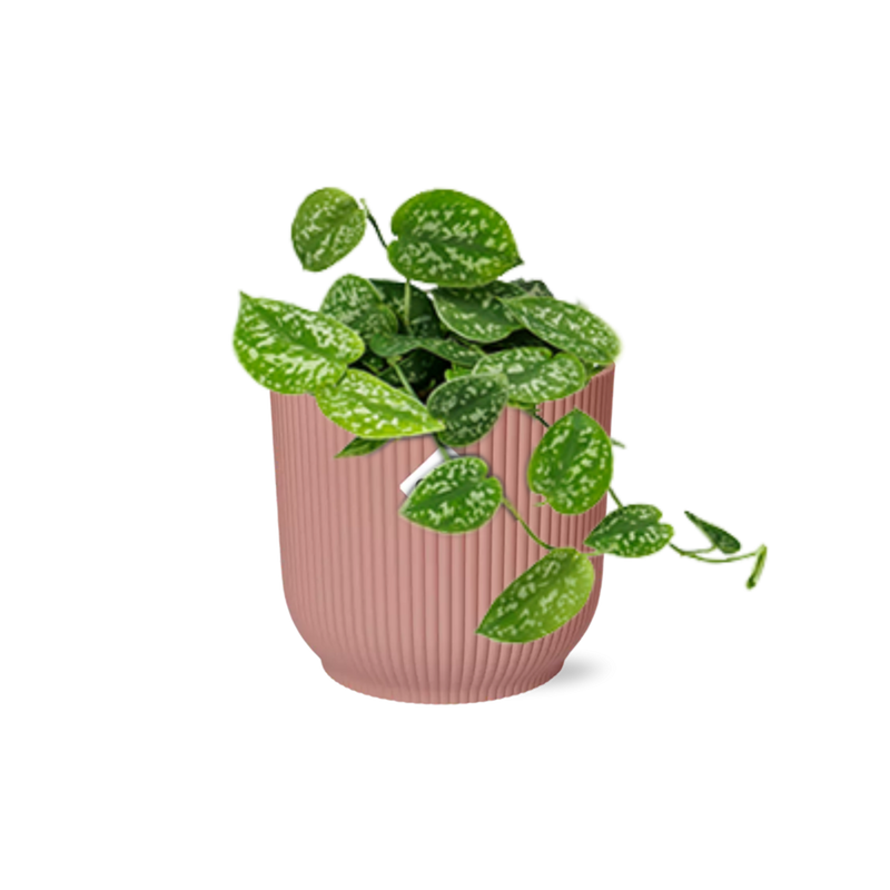 Scindapsus Pictus Argyraeus Topf ELHO Vibes Fold 14cm rosa