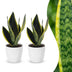 Green boutiQ - Sansevieria Future Superb - Bogenhanf - 2 Pflanzen - mit Weißem Topf - Topf 12cm - Höhe - 35cm Bild 1