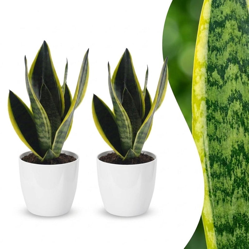 Green boutiQ - Sansevieria Future Superb - Bogenhanf - 2 Pflanzen - mit Weißem Topf - Topf 12cm - Höhe - 35cm