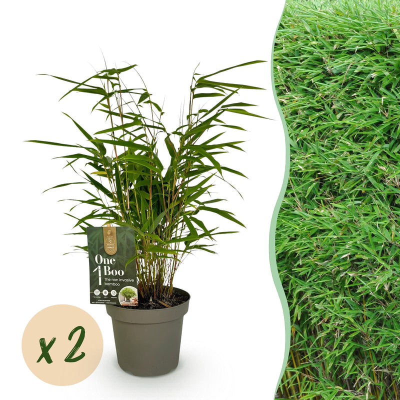 GreenboutiQ Fargesia rufa Bambus: 2 Pflanzen, Immergrün, Topf 14cm