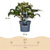 GreenboutiQ - Gartenpflanze - Lenten Rose - Helleborus Diamfire - Grüne Blüte - Immergrün - Topf 19cm Höhe 40cm Bild 5