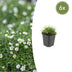 6x Irisches Moos (Sagina subulata) - 10-25cm Bild 1