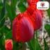 Tulpenbollen Masterpeace – 20 Stuks | KH Bloembollen® | Rode Tulp met Kartelrand – Stoer & Uniek – Voor Tuin of Pot – Maat 11/12 – Vers van de Teler Bild 1