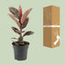 Ficus Elastica Belize – Gummibaum Ø17cm – H55cm – Luftreinigend Bild 4