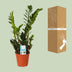 Zamioculcas Zamiifolia (ZZ Plant) Ø14cm - ↕45cm Bild 4