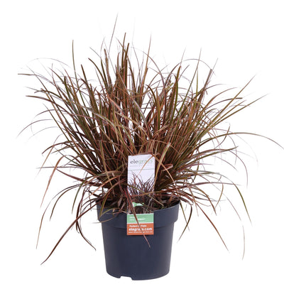 Uncinia rubra Everflame - Rote Segge im Ø19cm Topf