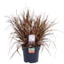 Uncinia rubra Everflame - Rote Segge im Ø19cm Topf Bild 1