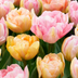 96x Tulpen 'Peaches & Kisses' - Frühblüher, Zwiebelgröße 11/12 Bild 1