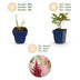 Green boutiQ - Perennial - Astilbe Tricolour - Feather Spirea - Shade - Purple - Pink - White - 24 Plants - Pot 11cm - Height 15-25cm Bild 4