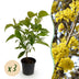 GreenboutiQ Kornelkirsche 'Cornus mas' - Gelbe Blüte, 3 Pflanzen Bild 1