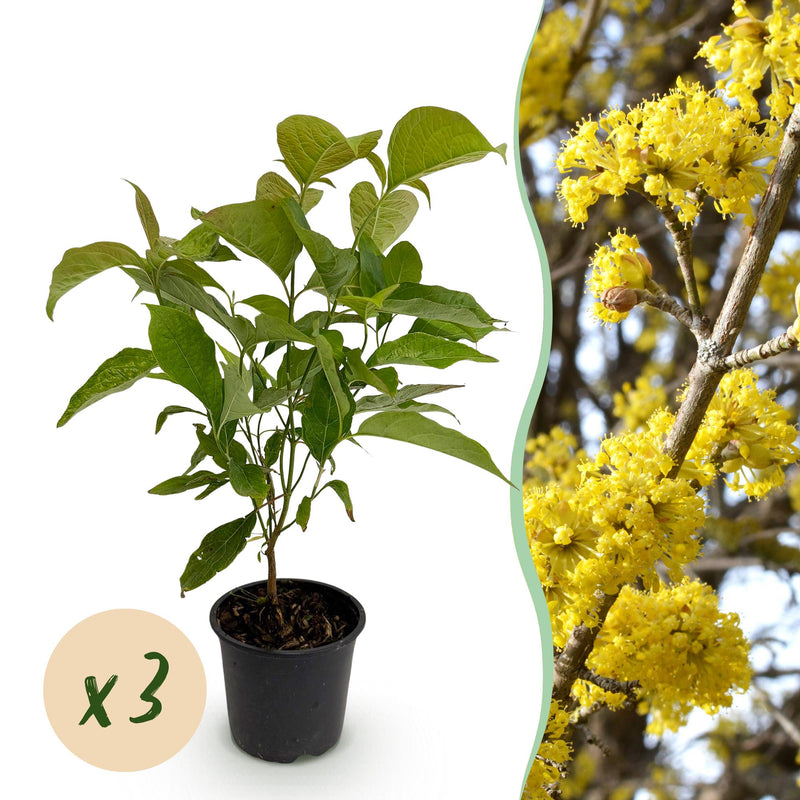 GreenboutiQ Kornelkirsche 'Cornus mas' - Gelbe Blüte, 3 Pflanzen