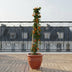 3x Pyracantha 'Soleil dOr' - Strauch 65cm - Ø15 Bild 4
