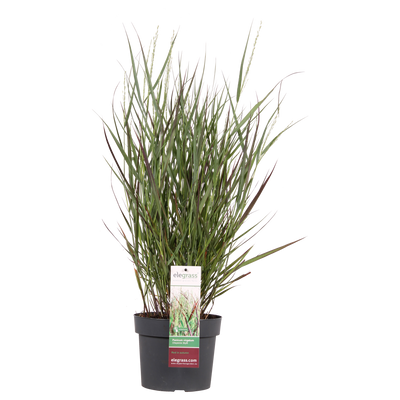 Ziergras 'Cheyenne Sky' (Panicum virgatum) - Ø23cm, ↕60cm