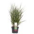 Ziergras 'Cheyenne Sky' (Panicum virgatum) - Ø23cm, ↕60cm Bild 1