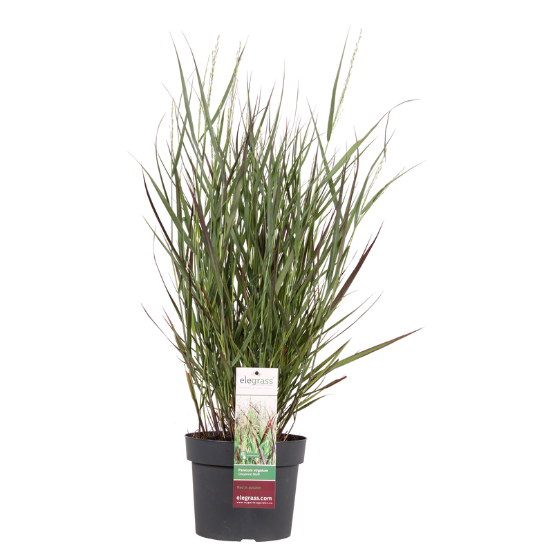 Ziergras 'Cheyenne Sky' (Panicum virgatum) - Ø23cm, ↕60cm