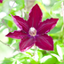 3x Clematis 'Rouge Cardinal' – P9 Topf – Rot blühende Kletterpflanze Bild 5