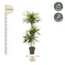 Dracaena Riki Pflanze – 140 cm – Elegante Zimmerpflanze Bild 2