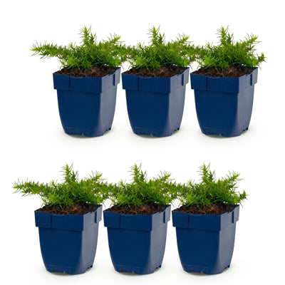 Green boutiQ - Perennial - Phlox Rosette - Flame Flower - Ground Cover - Pink - 6 Plants - Pot 11cm - Height 15-25cm