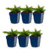 Green boutiQ - Perennial - Phlox Rosette - Flame Flower - Ground Cover - Pink - 6 Plants - Pot 11cm - Height 15-25cm Bild 7