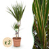 Green boutiQ - Zimmerpflanzen - Dracaena Marginata - Drachenblutbaum - Wenig Pflege - Grün - 2 Pflanzen - Topf 17cm - Höhe 70-80cm Bild 1