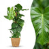 Monstera Deliciosa Fensterblatt mit Moosstab – 90cm – Grün Bild 1