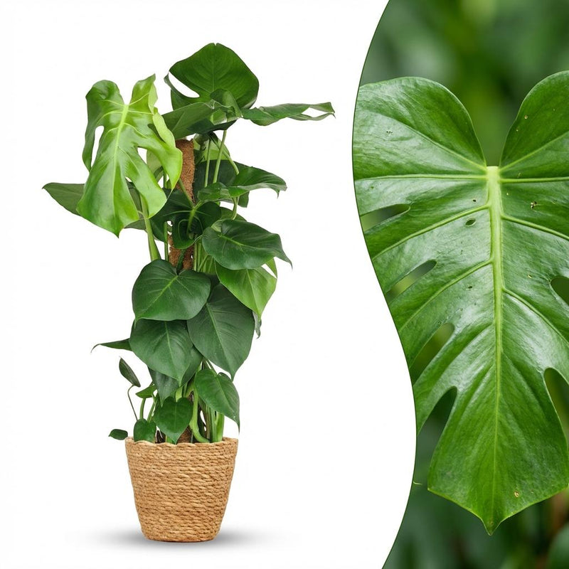 Monstera Deliciosa Fensterblatt mit Moosstab – 90cm – Grün