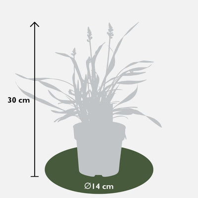 6 x Liriope Muscari 'Ingwersen' XL - 14cm Topf, 30cm Höhe