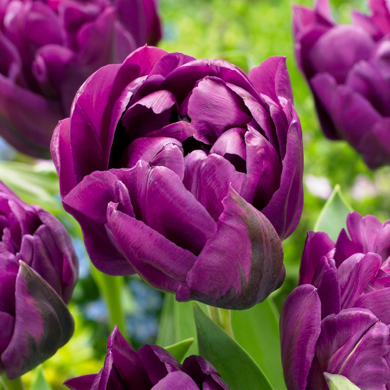 48x Tulipa Double Lilac - Gefüllte Flieder-Tulpe - Frühblüher Zwiebel 11/12