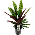 Calathea Lancifolia Insignis im 14cm Topf - 45cm hoch Bild 1