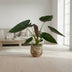 Alocasia Wentii - Large Houseplant in a 19cm Pot, 85cm Tall Bild 3