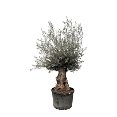 Olea Europaea Bonsai - 270cm, Ø80