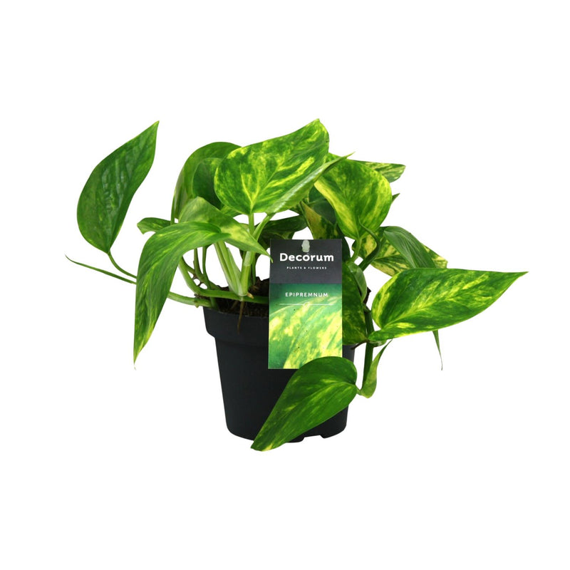 Scindapsus Pinnatum HiColor - Ø12cm Pot, 20cm Height