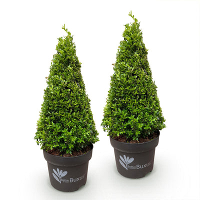 GreenboutiQ - Boxwood Pyramid - BetterBuxus Skylight - Resistant to Boxwood Blight - 2 Plants - Pot 23cm Height 60-70cm