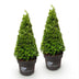 GreenboutiQ - Boxwood Pyramid - BetterBuxus Skylight - Resistant to Boxwood Blight - 2 Plants - Pot 23cm Height 60-70cm Bild 1