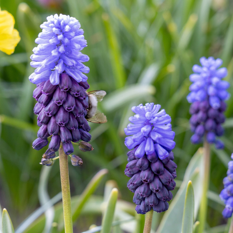 50x Muscari Latifolium Zwiebeln - Breitbl. Traubenhyazinth - Blau