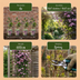 2x Clematis 'Mayleen' - Hellrosa Kletterpflanze im Ø9cm Topf Bild 6