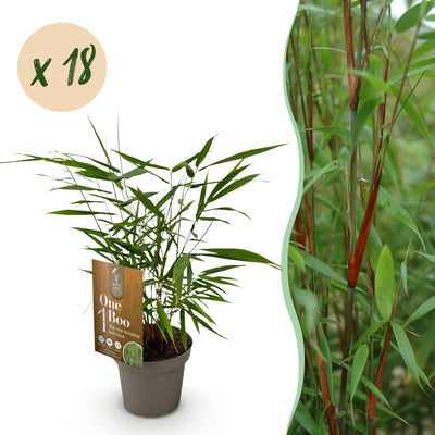 Green boutiQ Bambus 'Asian Wonder' - 18 Pflanzen, Topf 14cm, 35cm hoch