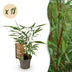 Green boutiQ Bambus 'Asian Wonder' - 18 Pflanzen, Topf 14cm, 35cm hoch Bild 1