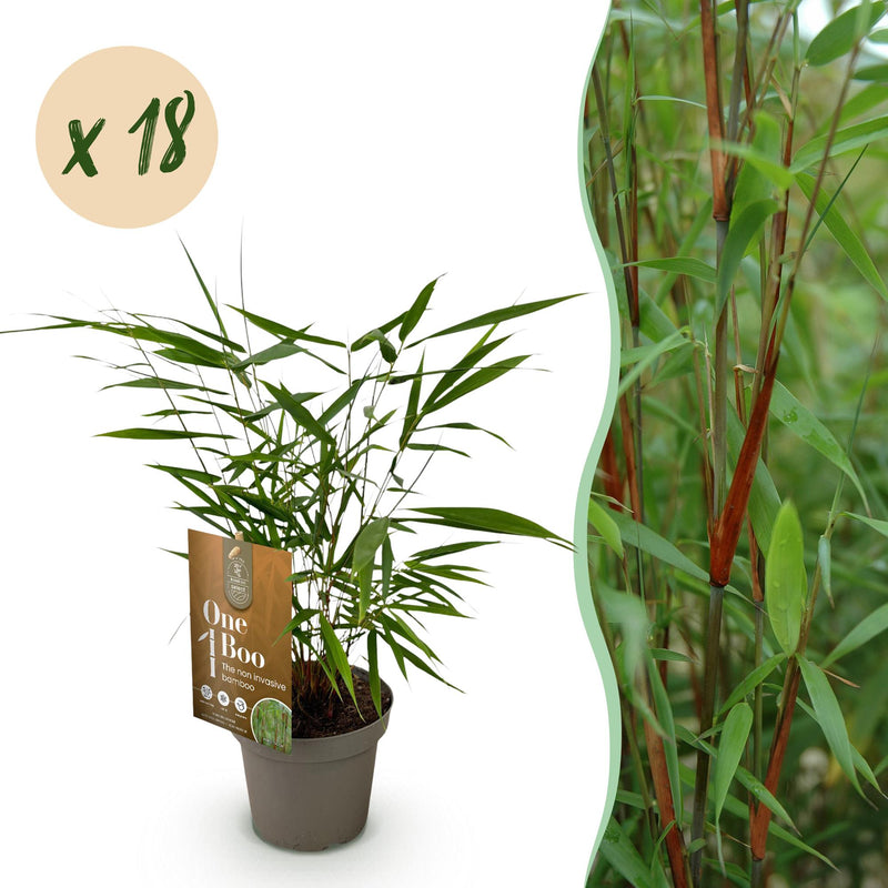 Green boutiQ Bambus 'Asian Wonder' - 18 Pflanzen, Topf 14cm, 35cm hoch