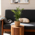Areca Palm (Chamaedorea elegans) - 4 plants including baskets Bild 5