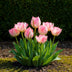GreenboutiQ - Blumenzwiebeln - Tulp Double Pink - Bulbs Hardy Perennial - Farbe Rosa - 12 Stück - Zwiebelgröße 11/12 - XXL Pack Bild 3