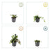 6x Kriechender Günsel 'Catlin's Giant' - 10-25cm - Ø9cm Bild 4