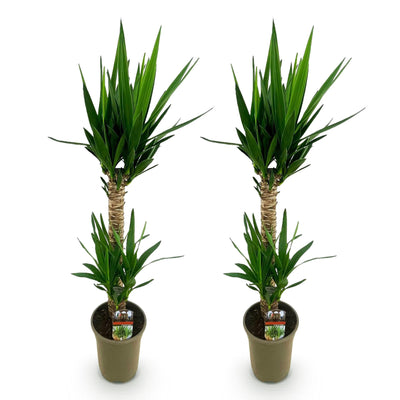 Yucca elephantipes Zimmerpflanze, Topf 19cm, Höhe 120cm