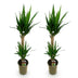 Yucca elephantipes Zimmerpflanze, Topf 19cm, Höhe 120cm Bild 2